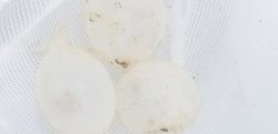 画像4: ☆★トラフコウイカの有精卵(2個)…ブリード(子イカ見えてます、孵化間近でおススメです)
