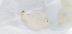 画像3: ☆★トラフコウイカの有精卵(2個)…ブリード(子イカ見えてます、孵化間近でおススメです)