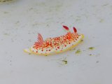 《近海産甲殻類》サラサウミウシ…当店ハンドコート採取