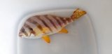 《近海産海水魚》タカノハダイ(ＳＭサイズ)…ハンドコート採取