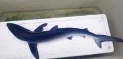 画像2: 《外洋性海水魚》☆★☆冷凍ヨシキリザメ（ＳMサイズ）…40〜50センチ前後