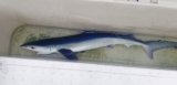 《外洋性海水魚》☆★☆冷凍ヨシキリザメ（ＳMサイズ）…40〜50センチ前後