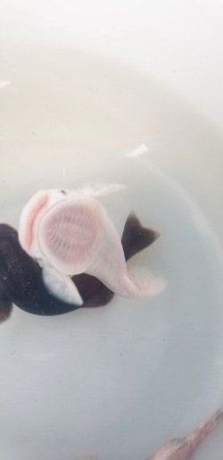 画像6: 《近海産海水魚》シロコバン(1匹)‥近海ハンドコート採取