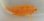 画像3: 《近海産海水魚》オキゴンベ(Mサイズのフリー個体)…ハンドコート採取☆★サマーセール対象商品 (3)