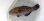 画像3: 《近海産海水魚》アオブダイ(Lサイズ)…ハンドコート採取 (3)
