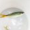 画像3: 《近海産海水魚》【レア入荷】☆★☆ツムブリ　Sサイズ…近海ハンドコート採取 (3)