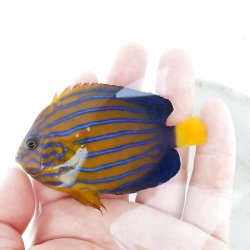 画像4: 《近海産》キンチャクダイＳサイズの2匹セット（フリー個体）