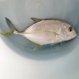 《近海産海水魚》ロウニンアジ(ジャイアント・トレヴァリー)【ＧＴ】…ハンドコート