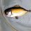 画像1: 《近海産》イットウダイ科の幼魚(珍サイズ)…ハンドコート (1)