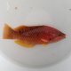 《近海産海水魚》アカササノハベラ…ハンドコート採取