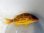 画像3: 《近海産海水魚》ロクセンフエダイ(MLサイズ)…ハンドコート採取 (3)
