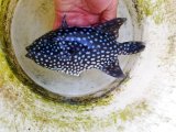 《近海産海水魚》☆美色☆アミモンガラ（MLサイズのフリー個体）…ハンドコート採取