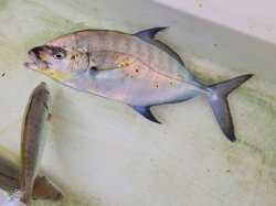 画像4: 《近海産海水魚》ナンヨウカイワリ（着死保障無個体）…ハンドコート採取