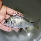 《近海産海水魚》キチヌ…当店ハンドコート採取