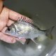《近海産海水魚》【珍】キチヌ　Sサイズ…当店ハンドコート採取