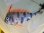 画像6: 《近海産深海魚》超激レア☆★☆冷凍ユキフリソデウオの極上個体（体長40センチ±）（研究用・標本用・剥製用）
