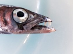 画像2: 《近海産深海魚》クロタチカマス科の1種？…冷凍商品