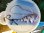 画像2: 《近海産深海魚》超激レア☆★☆冷凍ユキフリソデウオの極上個体（体長40センチ±）（研究用・標本用・剥製用）