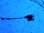 画像5: 《近海産深海魚》超激レア☆★☆冷凍ユキフリソデウオの極上個体（体長40センチ±）（研究用・標本用・剥製用）