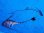 画像3: 《近海産深海魚》超激レア☆★☆冷凍ユキフリソデウオの極上個体（体長40センチ±）（研究用・標本用・剥製用）