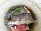《近海産海水魚》コロダイ…ハンドコート採取
