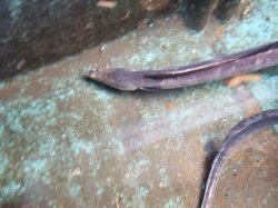 画像2: 《近海産海水魚》ホタテウミヘビ…ハンドコート採取