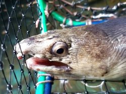 画像4: 《近海産海水魚》ホタテウミヘビ…ハンドコート採取
