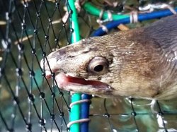 画像1: 《近海産海水魚》ホタテウミヘビ…ハンドコート採取