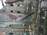 《海水魚》コバンザメ（クロコバン）(1匹)…ハンドコート