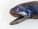 《近海産深海魚》ハダカイワシ科の1種（冷凍個体）