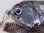 画像2: 《近海産深海魚》ワニトカゲ目の1種…ホウライエソ？(冷凍個体)