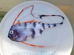 画像1: 《近海産深海魚》超激レア☆★☆冷凍ユキフリソデウオ…画像の個体です（研究用・標本用・剥製用）