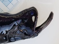 画像2: 《近海産深海魚》ホテイエソ科の1種(ホテイエソ？)…冷凍個体