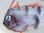 画像2: 《近海産深海魚》超激レア☆★☆冷凍ユキフリソデウオ…画像の個体です（研究用・標本用・剥製用）