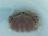 画像6: 《近海産甲殻類》トラフカラッパ(Lサイズ)…ハンドコート採取