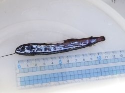 画像3: 《近海産深海魚》ワニトカゲギス目の1種…トカゲハダカ？(冷凍個体)
