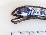 《近海産深海魚》ワニトカゲギス目の1種…トカゲハダカ？(冷凍個体)