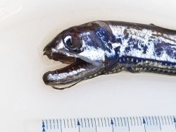 画像1: 《近海産深海魚》ワニトカゲギス目の1種…トカゲハダカ？(冷凍個体)