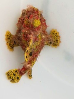 画像3: 《近海産》オオモンカエルアンコウ（クマドリ模様）美色・・ハンドコート採取