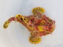 画像4: 《近海産》オオモンカエルアンコウ（クマドリ模様）美色・・ハンドコート採取