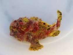 画像2: 《近海産》オオモンカエルアンコウ（クマドリ模様）美色・・ハンドコート採取