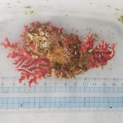 画像1: 《近海産海洋生物》サンゴモドキ…生け簀育成個体（8センチ前後）