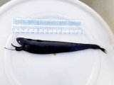《外洋性深海魚》ホテイエソ(冷凍個体)22センチ±‥近海採取