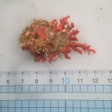《近海産海洋生物》サンゴモドキ…生け簀育成個体（5センチ前後）
