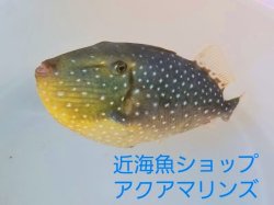 画像3: 《近海産》ツバサモンガラ属の1種 Xenobalistes punctatus の若魚…ハンドコート採取