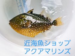 画像2: 《近海産》ツバサモンガラ属の1種 Xenobalistes punctatus の若魚…ハンドコート採取
