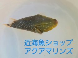 画像5: 《近海産》ツバサモンガラ属の1種 Xenobalistes punctatus の若魚…ハンドコート採取