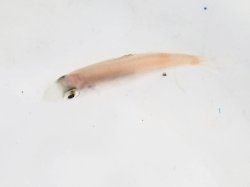 画像1: 《近海産》フエダイ科の幼魚…ハンドコート採取