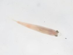 画像3: 《近海産》フエダイ科の幼魚…ハンドコート採取