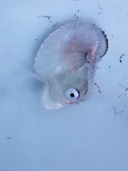 画像4: 《外洋性甲殻類》【冷凍】アオイガイ（宿殻10センチ±）…標本用